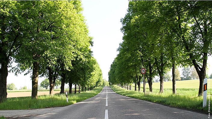 Allee im ländlichen Raum