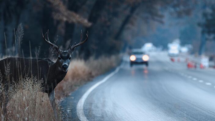 Male mule deer attempting to cross the road