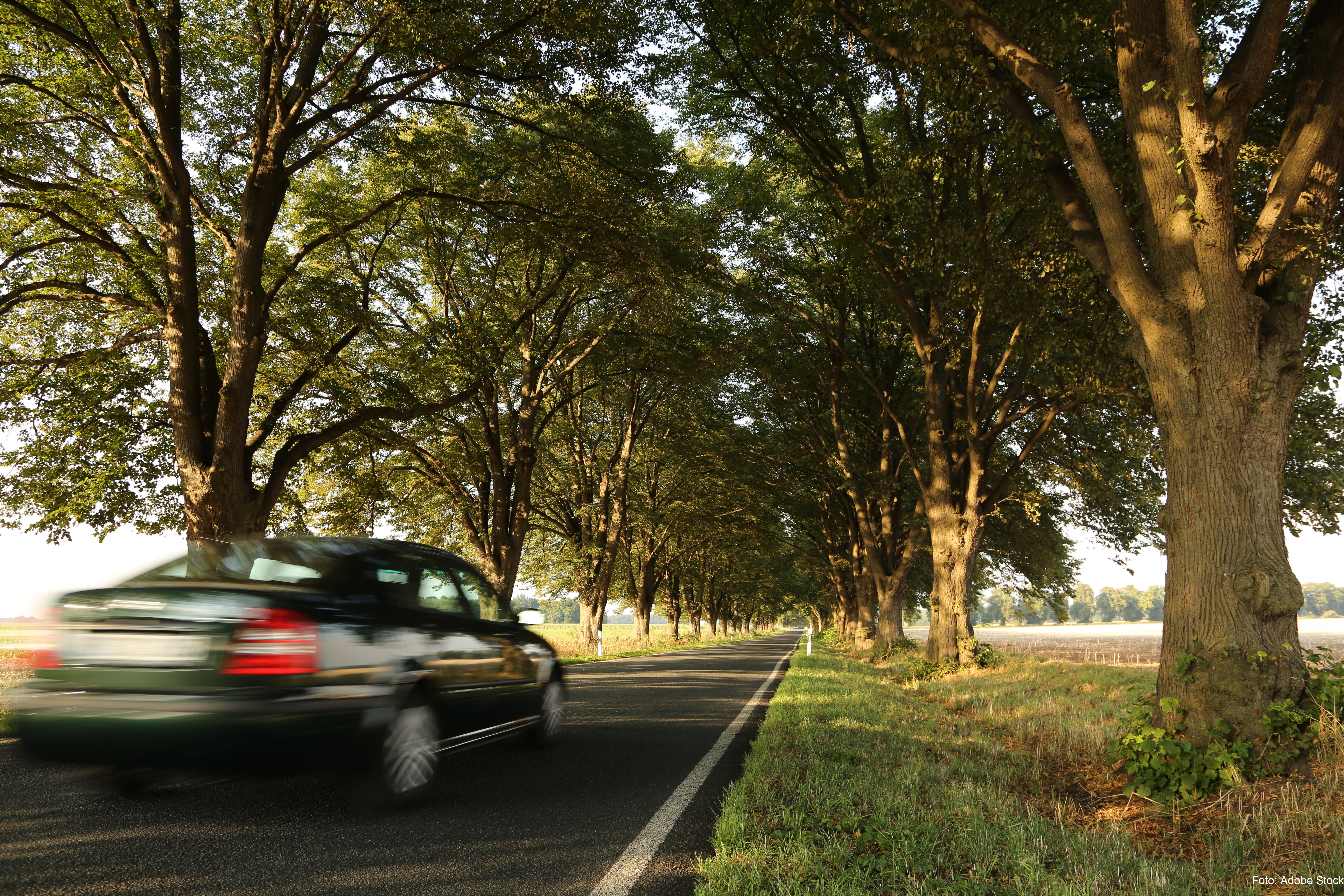 Auto fährt auf einer Allee im Sommer